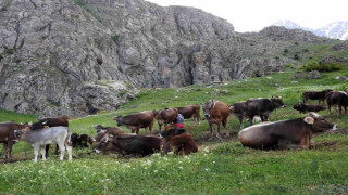 Dağ keçileriyle inek sürüsü bir arada