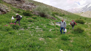 Dağlarda 20 kilometre yol kat edip mantar topluyorlar