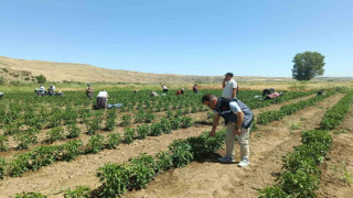 Elazığ’da 40 dekarlık alanda sebze hasadı