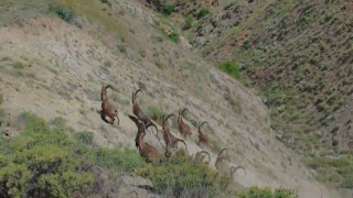 Elazığ’da koruma altında bulunan çengel boynuzlu dağ keçileri görüntülendi