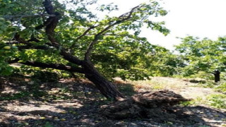 Elazığ’da şiddetli rüzgar kayısı ağaçlarını yerinden söktü, bahçelere zarar verdi