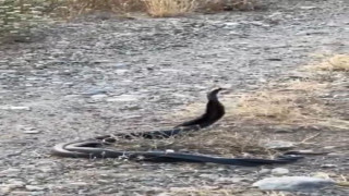 Elazığ’da yılanların çiftleşme dansı kameraya yansıdı