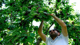 Erzincan’da dalları bastı kiraz