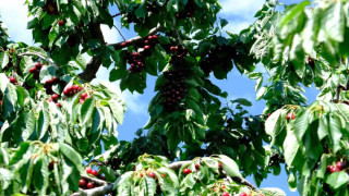 Erzincan’da kiraz ağacından düşme vakaları arttı