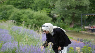 Erzincan’da lavanta üretimi için çalışmalarına devam ediyor