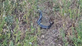 Erzincan’da yılanların dansı kamerada