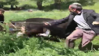 Erzurum’da kaçan kurbanlık iki kişiyi yaraladı