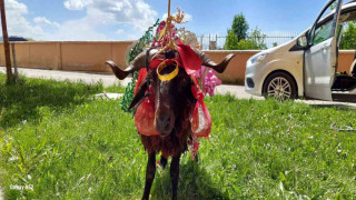 Erzurum’da kurbanlık koçlar gelinler için süslendi