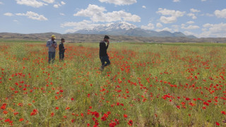 Gelincik çiçekleri görsel şölen oluşturdu