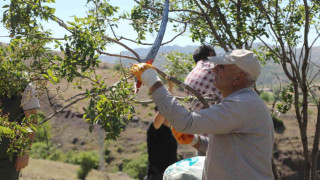 Genç’te menengiç ağaçlarına aşılama yapıldı