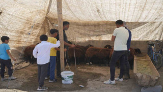 Hayvan pazarı çarşıya taşındı: Sıkı pazarlıklar başladı