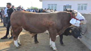 Kars’ta kurban satışları başladı