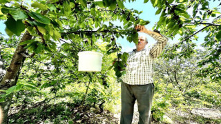 Kiraz üreticisi günlük 2 bin TL’ye işçi bulamıyor