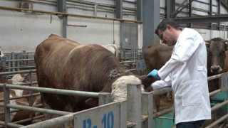 Kurban pazarında hareketlilik başladı