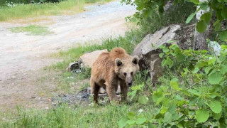 Maskot ayılar ziyaretçilerin korkulu rüyası oldu