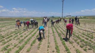 Mevsimlik tarım işçileri ekmek parası için ter döküyor