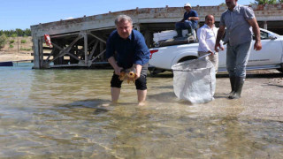 Sağma işlemlerinin ardından anaç balıklar göle bırakıldı