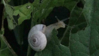 Van’da yoğun bir şekilde görülen salyangozlar vatandaşı tedirgin ediyor