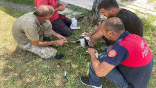 Yuvadan düşen yavru leyleklerin imdadına itfaiye ekipleri yetişti