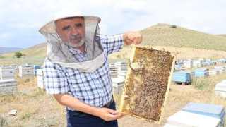 Arıcılıkta “Ana Arı” en önemli faktör