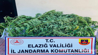 Elazığ’da 112 kök kenevir ele geçirildi