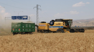 Erzincan’da hububat tarlalarında hasat başladı