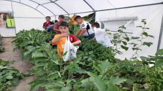 Erzincan’da minik öğrenciler sebze hasadına başladı