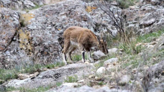 Erzurum’da yabani dağ keçileri görüntülendi