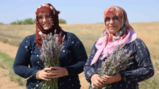 Gelin-görümce sırt sırta verdi, lavanta bahçesi kurdu