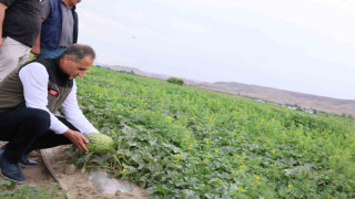 Kars’ın kavun ve karpuz ihtiyacı Digor’dan karşılanacak