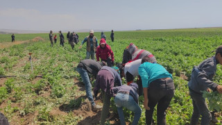 Kavurucu sıcakta ekmek parası için ter döküyorlar