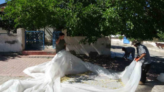 Malatya’da dutun pekmez yolcuğu başladı