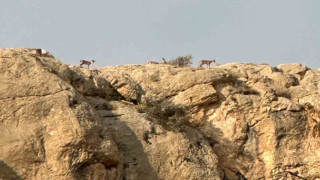 Malatya’da yaban keçileri görüntülendi