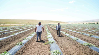 Muş’ta ekimi yapılan karpuzdan 2 milyar TL gelir bekleniyor