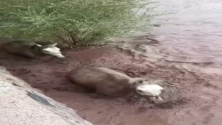 Pasinler’de dere taştı, 2 at mahsur kaldı