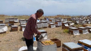 Süphan Dağı eteklerinde bal sağımı