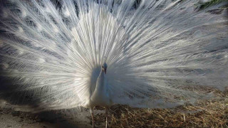 Tavus kuşları Van’ı sevdi