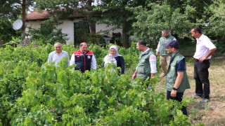 Üzümlü’ de dolu zarar verdi