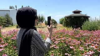 Van’da tıbbi bitkiler, doğal fotoğraf stüdyosuna döndü