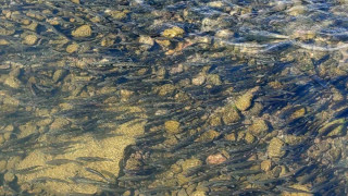 Yavru inci kefallerinin Van Gölü’ne dönüş göçü başladı