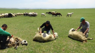 Yaylalarda koyun kırkma zamanı