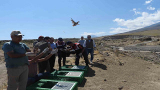 Ağrı Dağı Milli Parkı’na kınalı keklikler salındı