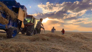 Ağrı’da çiftçiler sıcak havada hasada devam ediyor