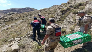 Ağrı’da keklikler doğaya salındı