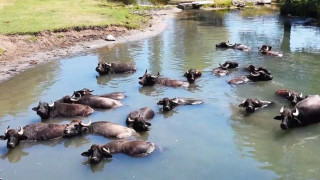 Burası Serengeti değil Erzincan Ovası