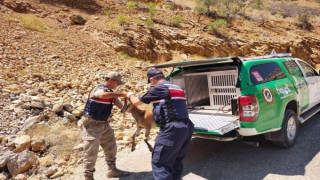 Çevre Doğa ve Hayvan Koruma timinden yaban keçisine yardım eli