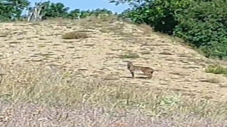 Doğanın özel avcısı ‘Vaşak’ Tunceli’de görüntülendi