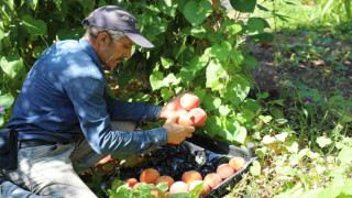 Elazığ’da şeftali hasadı devam ediyor