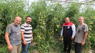 Erzincan, domates ve salatalıkta bölgeyi besliyor