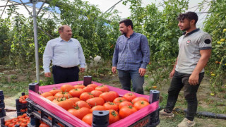 Erzincan domatesi çevre illerde sofraları süslüyor